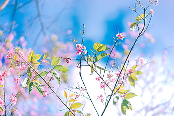 Vibrant cherry blossoms against a bright blue sky heralding the arrival of spring. HD wallpaper