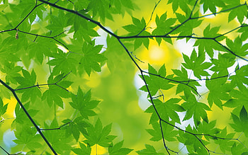 Selective focus graphy, Green maple leaf, , Selective focus graphy HD wallpaper