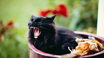 cat, grin, scream, black, furry HD wallpaper
