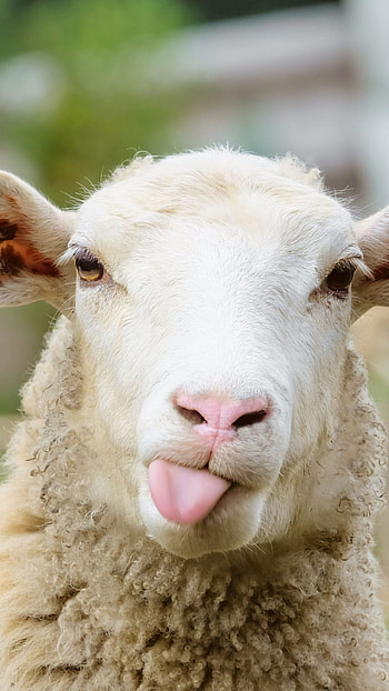 Artistic sheep , Creative inspiration, Sheep-themed ideas, Sheep lovers HD phone wallpaper