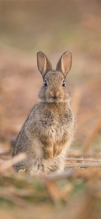 Bunny in spring , Samantha Tremblay HD phone wallpaper