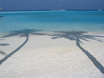 Palms Shadow, sand, water, ocean, beach HD wallpaper