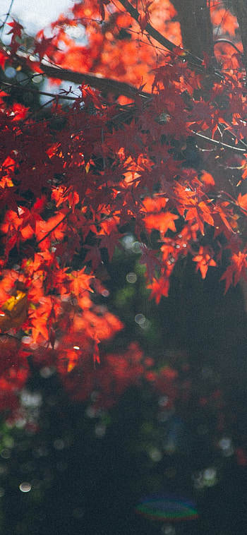Maple leaf tree, Vibrant colors, Nature's canopy, Majestic beauty HD phone wallpaper