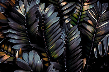 Leaves, Plant, Macro, Dark, Palm, Branches HD wallpaper