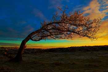 Sunseeker, landscape, colors, sky, tree HD wallpaper