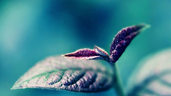 Leaves, Plant, Macro, Petals, Veins, Stem, Stalk HD wallpaper