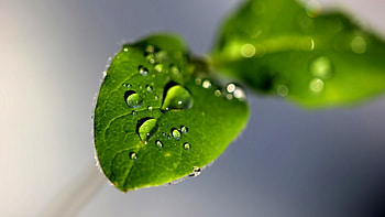 Drops macro, graphy, raindrops, , drops, natire, dewdrops, leaves, abstract, leaf, dew, macro HD wallpaper