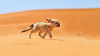 Fennec Fox, Desert dweller, Beautiful fox HD wallpaper