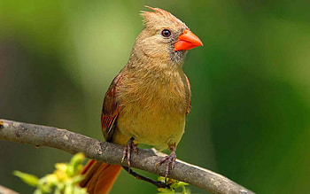 CARDINAL, LEAVES, LIMB, FEATHERS, WINGS HD wallpaper