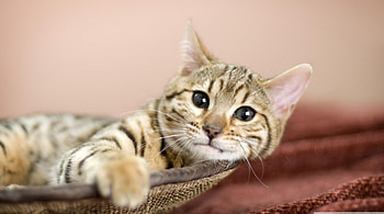 relaxing, tabby, cat, feline HD wallpaper