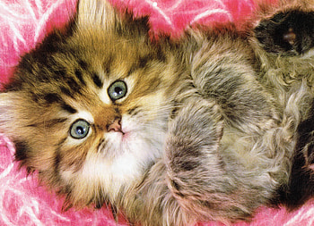 Cute Kitten, Paws, Cat, Kitten, Cute HD wallpaper
