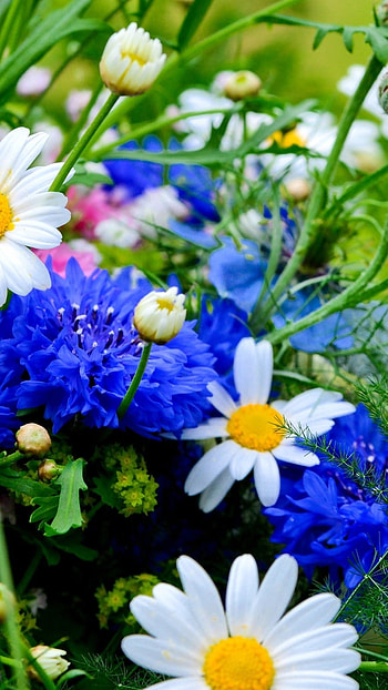Flowers , Blue Flowers, garden HD phone wallpaper