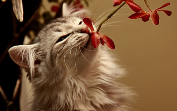 Animals, Cats HD wallpaper