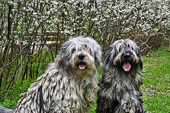 Bergamasco, Frhlings bergis, Bergamasker hirtenhund, Animal HD wallpaper
