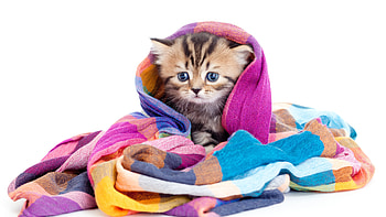 Kitten in a blanket, Ultra , Cozy and warm, Adorable little ball of fur HD wallpaper