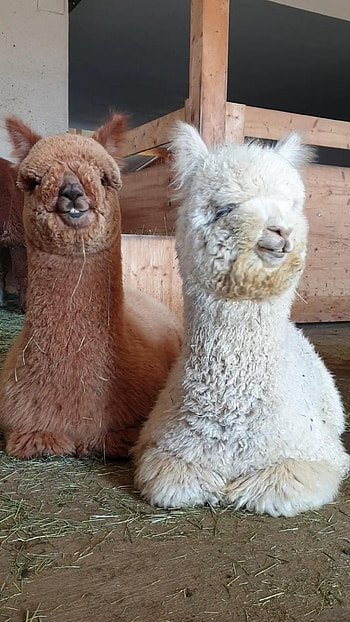 Cute llama videos, Funny animal antics, Heartwarming baby animals, Adorable lama moments HD phone wallpaper