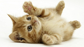 Small kitten , Lovely pet, Adorable feline, Precious little cutie HD wallpaper