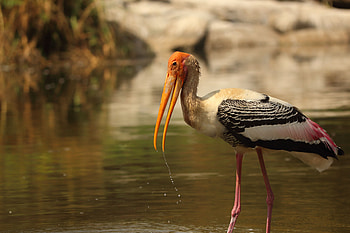 Animals, Feather, Bird, Beak, Wings HD wallpaper