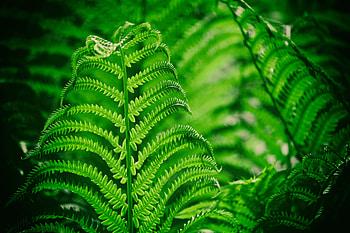 Plant, Macro, Fern, Sheet, Leaf HD wallpaper