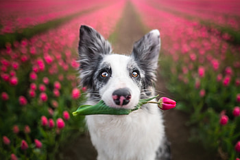 For you!, dog, tulip, pink, field, border collie, flower, spring, caine, cute HD wallpaper