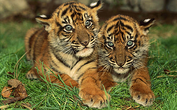 Cubs, Tigers HD wallpaper