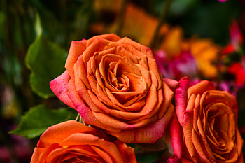 Flowers, Rose Flower, Rose, Petals, Bud HD wallpaper
