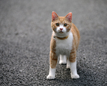 Animals, Road, Cat, Muzzle, Color, Paws HD wallpaper
