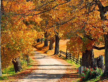 Autumn park, rays, colorful, walk, nice, fence, autumn, road, path, fall, bushes, beautiful, park, falling, leaves, pretty, nature, flowers, lovely, foliage HD wallpaper