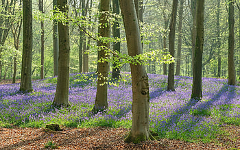 Flowering Forest, England, flowers, spring, forest HD wallpaper