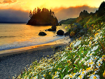 Sea flowers, island, rays, glow, daisies, sunrise, beach, shore, waves, reflection, trees, water, sunset, slope, rocks, stones, summer, sundoun, light, nature, flowers HD wallpaper