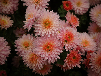 Pink Asters, pink, bouquet, flowers, macro HD wallpaper