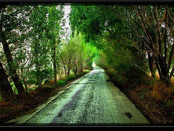 a forest way, way, forest HD wallpaper