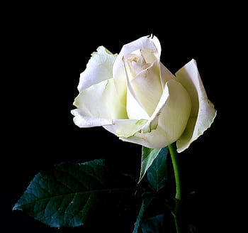 A stunning white rose bloom captured in detail against a contrasting black background, highlighting its elegance. HD wallpaper