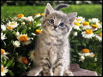 looks perfect, cats, garden, kitty, animals HD wallpaper