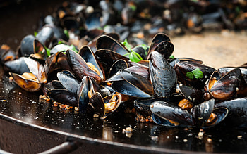 Shellfish safaris, West Sweden adventure, Coastal exploration, Seafood lover's dream HD wallpaper