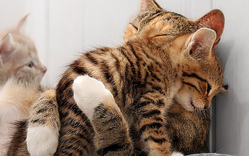Mommy Loves Me, cats, kitten, feline, animals HD wallpaper