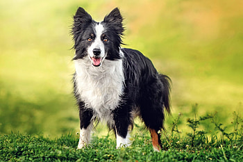 Border Collie traits, Furry genius, Canine obedience, Loyal and loving HD wallpaper