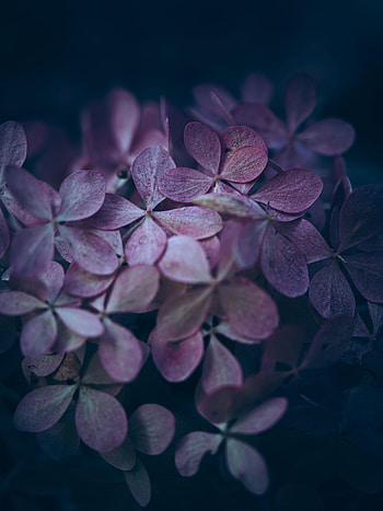 Flowers, Violet, Macro, Petals, Purple, Hydrangea HD phone wallpaper
