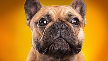 Bulldog portrait , Ultra , Detailed features, Resolute expression HD wallpaper