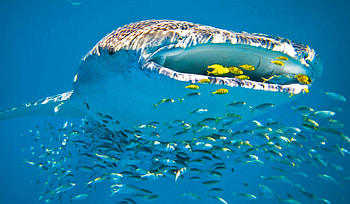 WHALE SHARK AT THE HUNTING, UP, SEMA SHOW, SOCAL CUSTOMS, PRIME PORTAL HD wallpaper