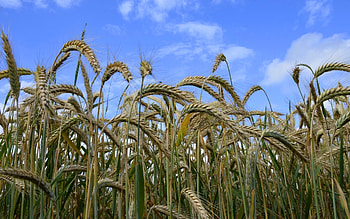 Cereals, sky, grain, field HD wallpaper