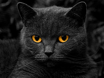 Close-up, British Shorthair HD wallpaper