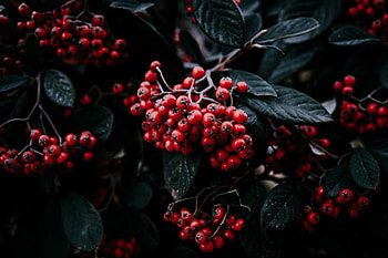 Leaves, Berries, Macro, Vegetation, Branch, Rowan HD wallpaper