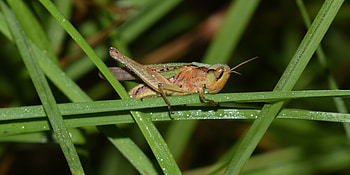 Grass, Drops, Macro, Insect, Grasshopper HD wallpaper