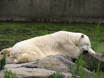 Animals, Grass, To Lie Down, Lie, Polar Bear HD wallpaper