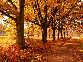 Autumn mood, leaves, fall, trees, autumn, road, nature, forest, park HD wallpaper