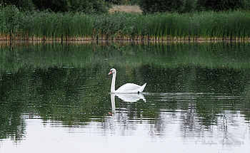 swan, swan HD wallpaper
