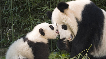 panda and baby panda HD wallpaper