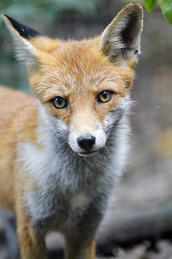 Animals, Fox, Muzzle, Predator, Sight, Opinion, Animal HD phone wallpaper