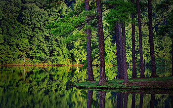 Landscape, Rivers, Trees HD wallpaper